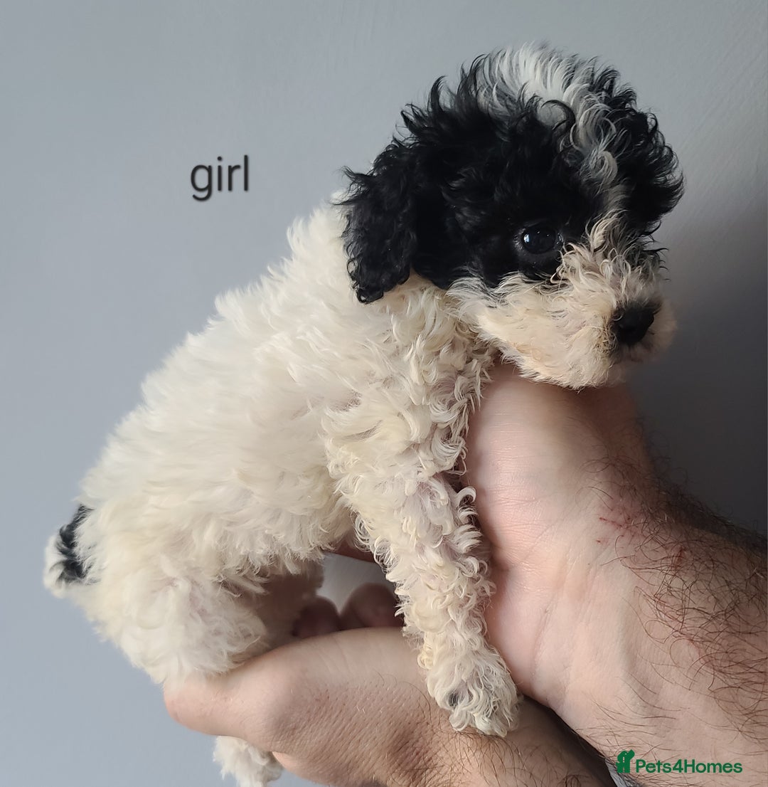 Cockapoo dogs for sale: SUPER PLUSH COATS. F1b Cockapoos. Health Tested - Image 14
