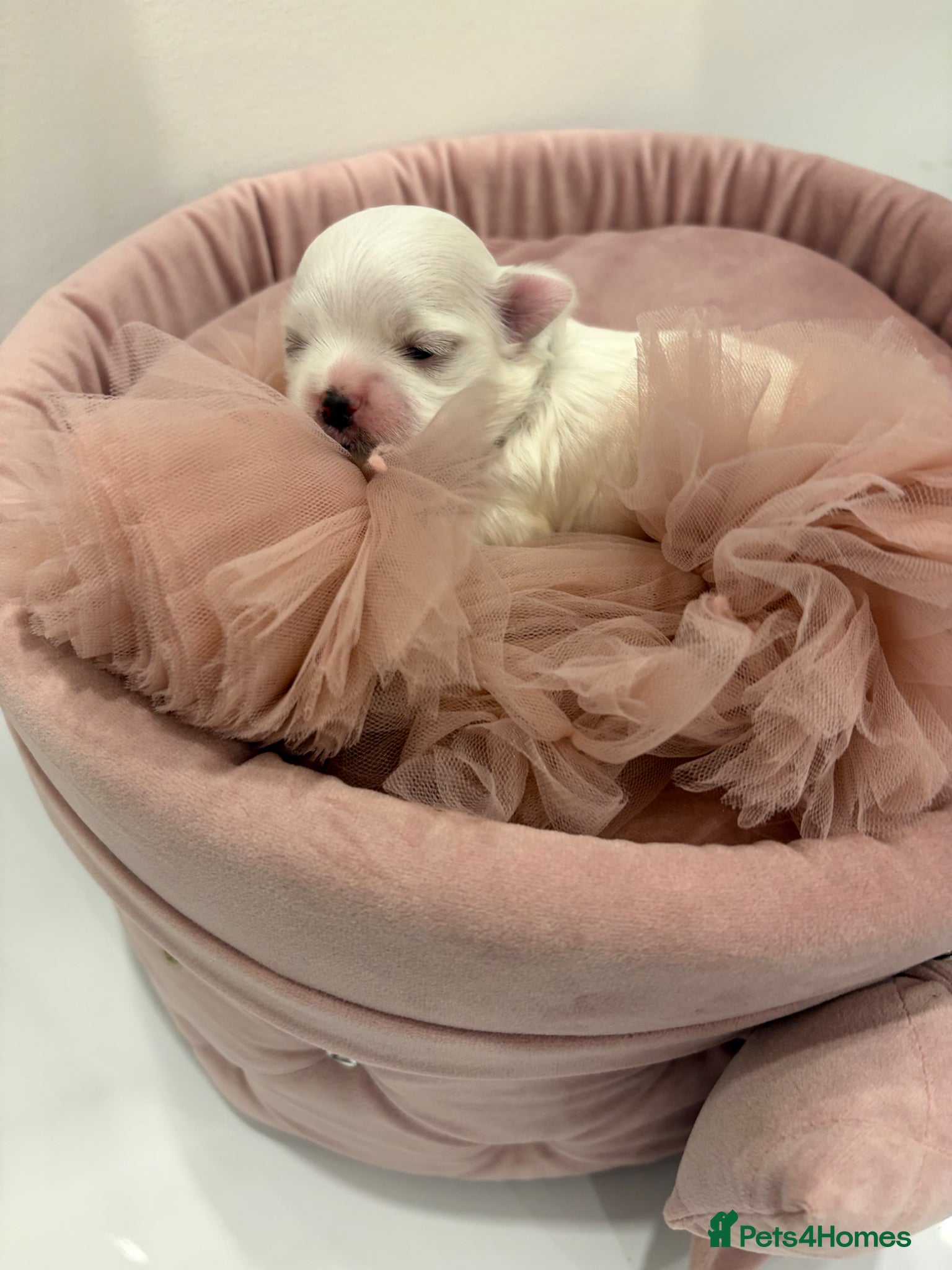 Maltese dogs ✨Beautiful Korean Maltese Puppies🤍 - Advert 1