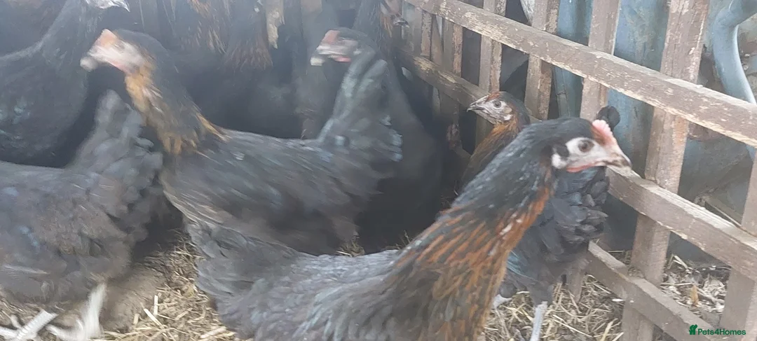 Chickens poultry for sale: POL Black Copper Marran  - Advert 2