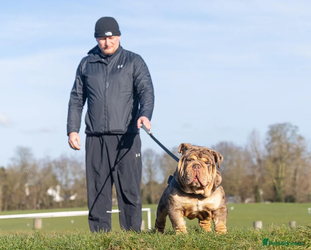 English Bulldog dogs for stud: Mr. Emperor 🍫 - Advert 5