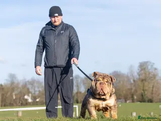 English Bulldog dogs Mr. Emperor 🍫 - Advert 14