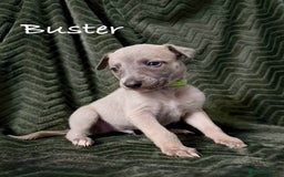 Whippet dogs for sale: Beautiful Whippet puppies for sale!  - Image 5