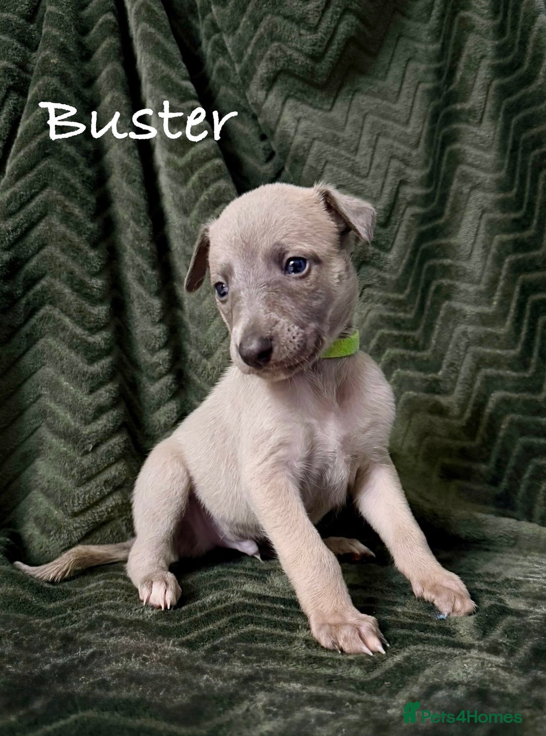 Whippet dogs for sale: Beautiful Whippet puppies for sale!  - Image 5