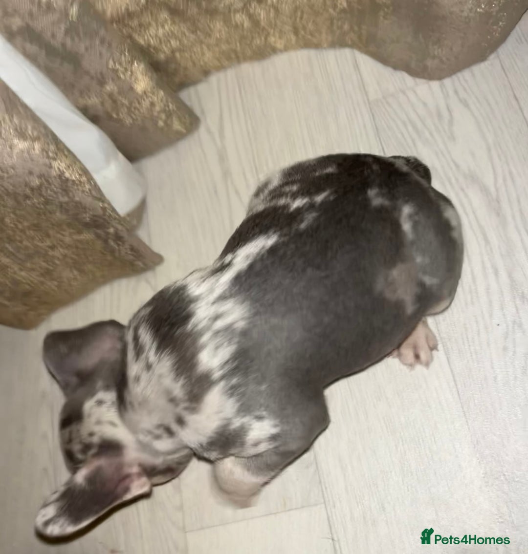 French Bulldog dogs for sale: READY NOW French bulldog pups REDUCED - Advert 11