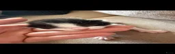 Domestic Shorthair cats for sale: 3 Beautiful Kittens Looking for Their Forever Home - Advert 14