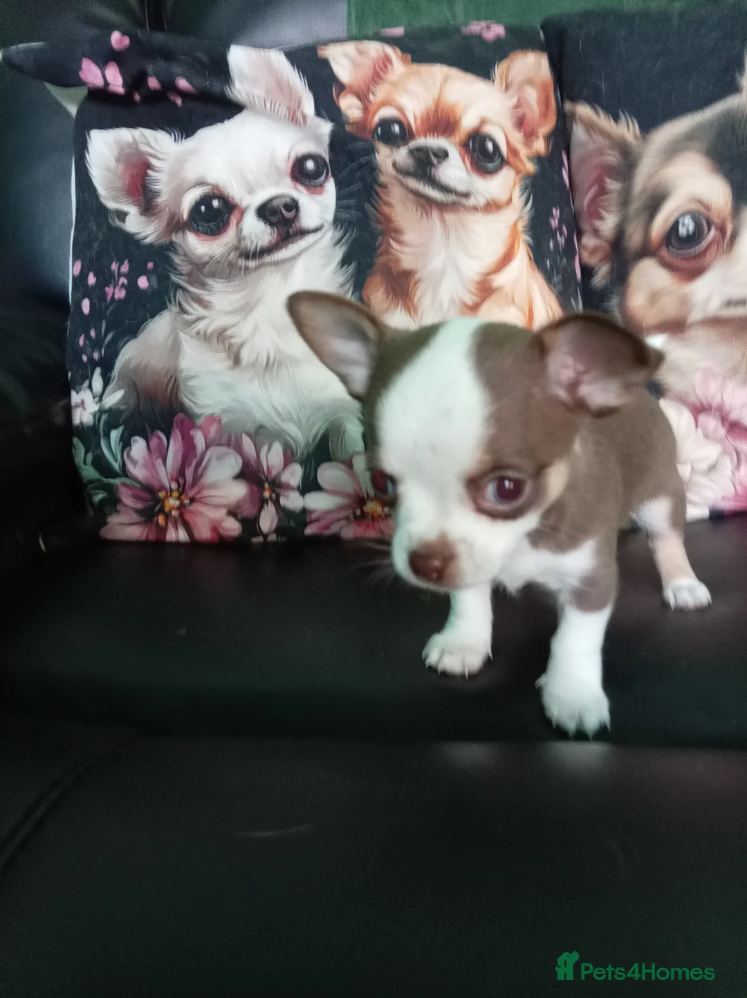 Chihuahua dogs for sale: Chihuahua puppies both reserved now - Advert 8