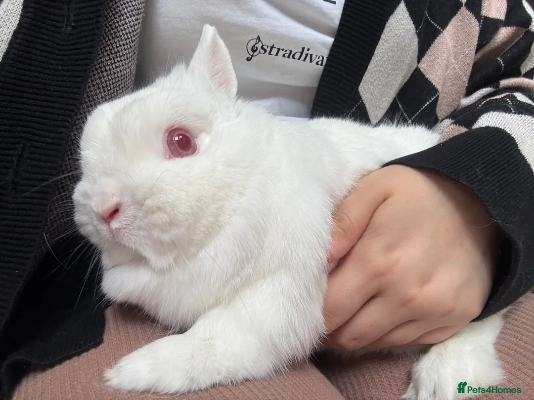 Netherland Dwarf rabbits for sale: White Netherland Dwarf girl  in Lincoln - Advert 2