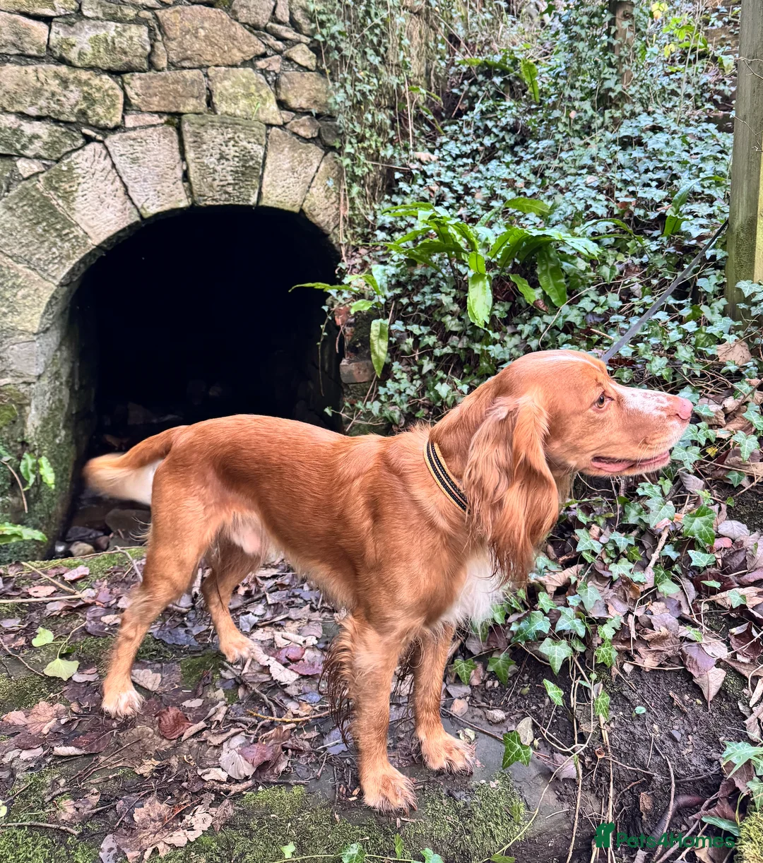 Cocker Spaniel dogs for stud: KC Working Cocker Spaniel - Advert 1