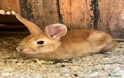 Rex rabbits for sale: Rex Lop cross female rabbit - Image 3