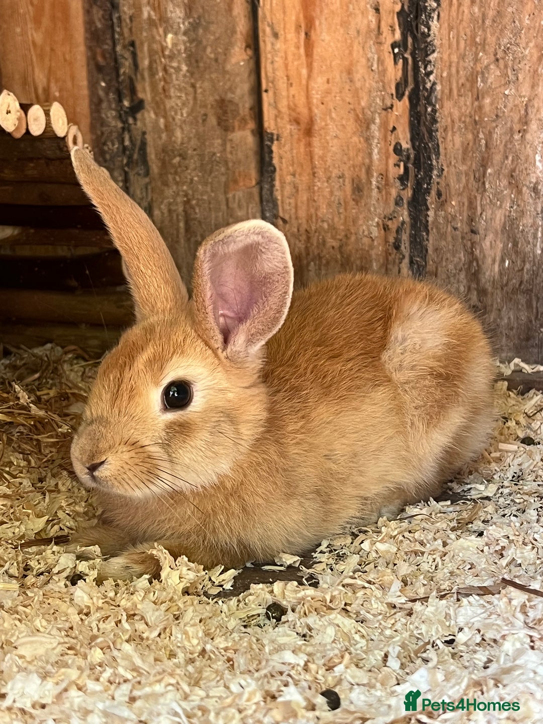 Rex rabbits for sale: Rex Lop cross female rabbit - Image 3