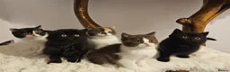 British Shorthair cats for sale: Tica British Shorthair & Longhair Champion Lines in Wigan - Advert 10
