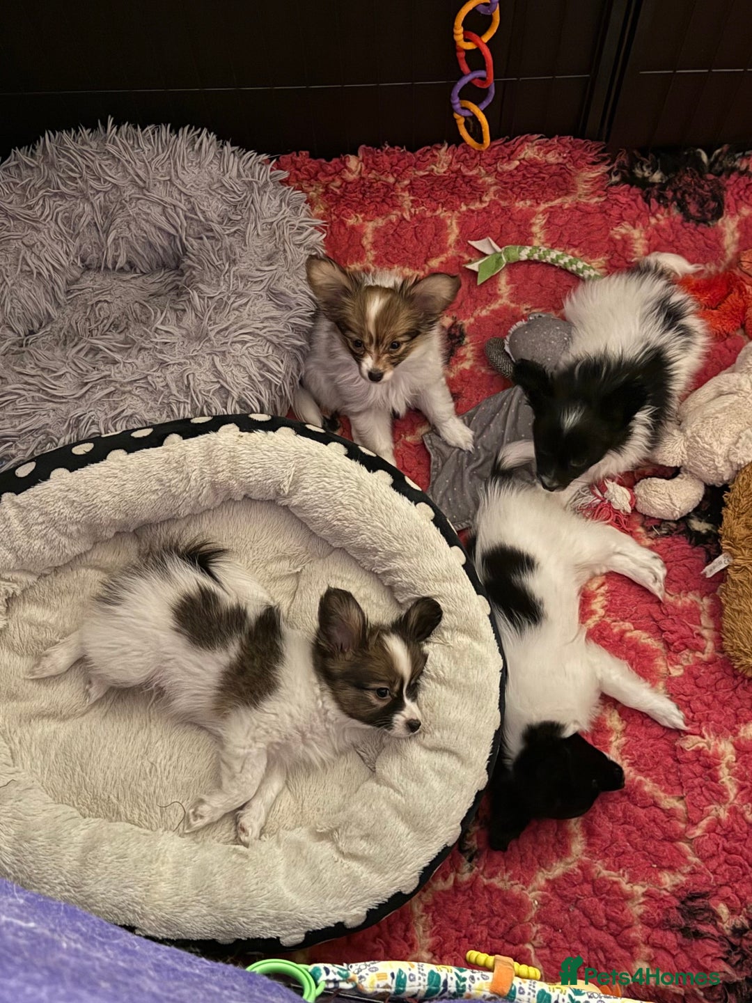 Papillon dogs for sale: Gorgeous litter of Papillon puppies for sale - Advert 10