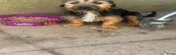 Chihuahua dogs for sale: Male creme longfur chihuahua and jackrusselterrier - Advert 6