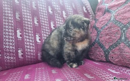 Munchkin cats for sale: Munchkin x Scottish Fold - Image 18