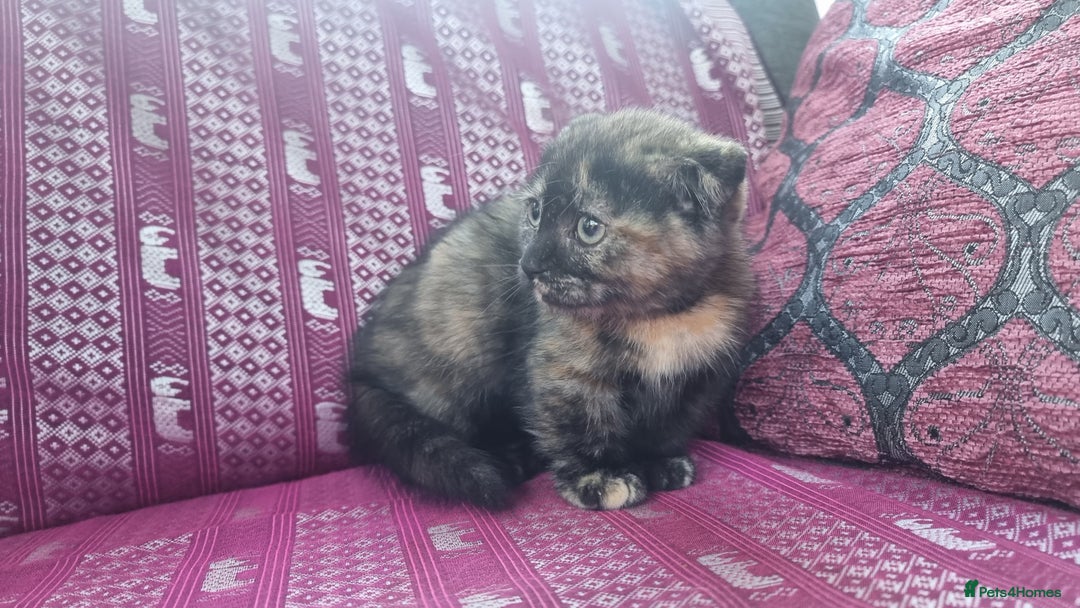 Munchkin cats for sale: Munchkin x Scottish Fold - Image 18
