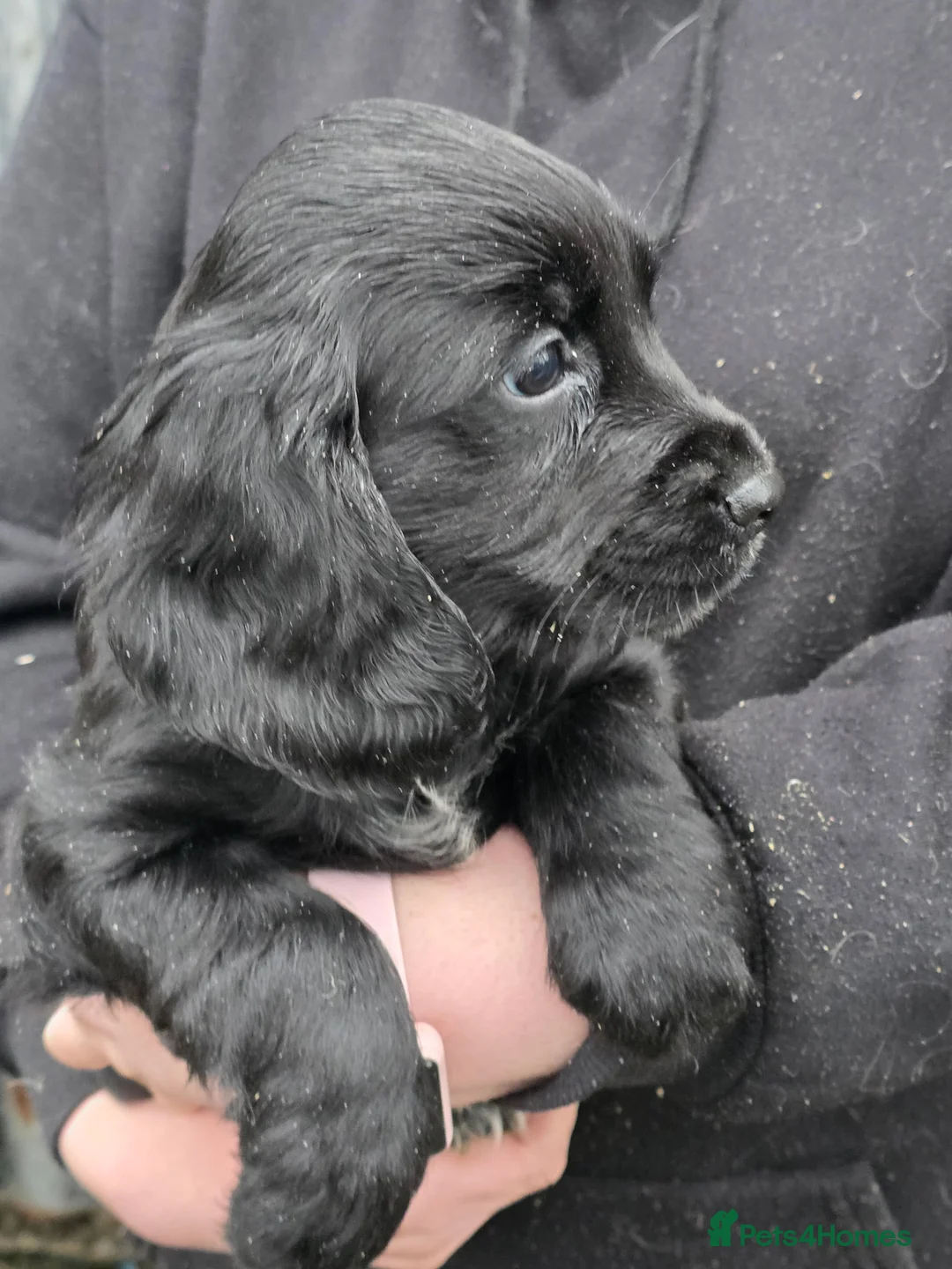Cocker Spaniel dogs for sale: Cocker Spaniel puppies, ready to leave now - Advert 4