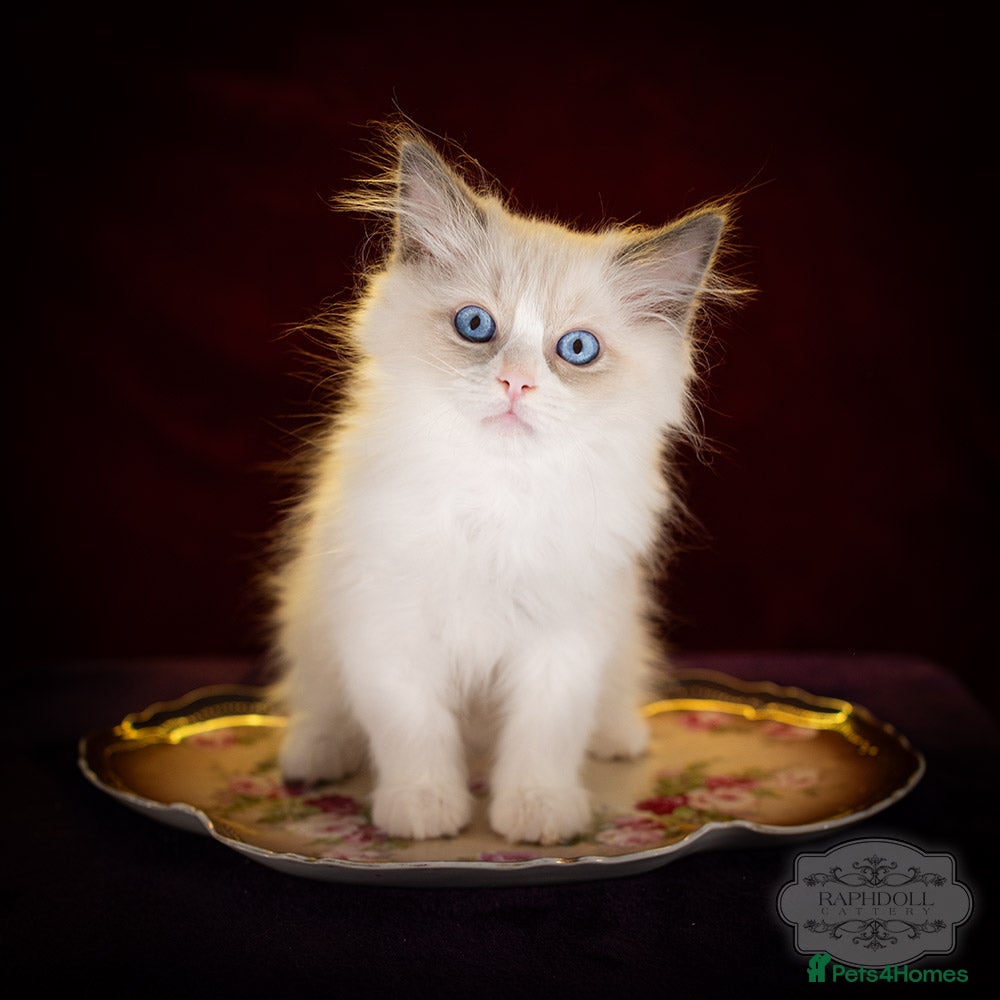 Ragdoll cats Ragdoll Bicolor Kitten Boy LPCA - Advert 7