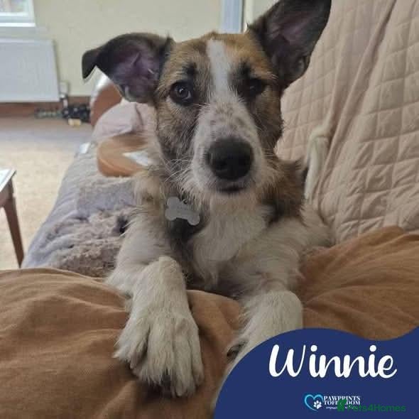 Mixed Breed dogs Meet Winnie, currently residing in Cheshire  - Advert 2