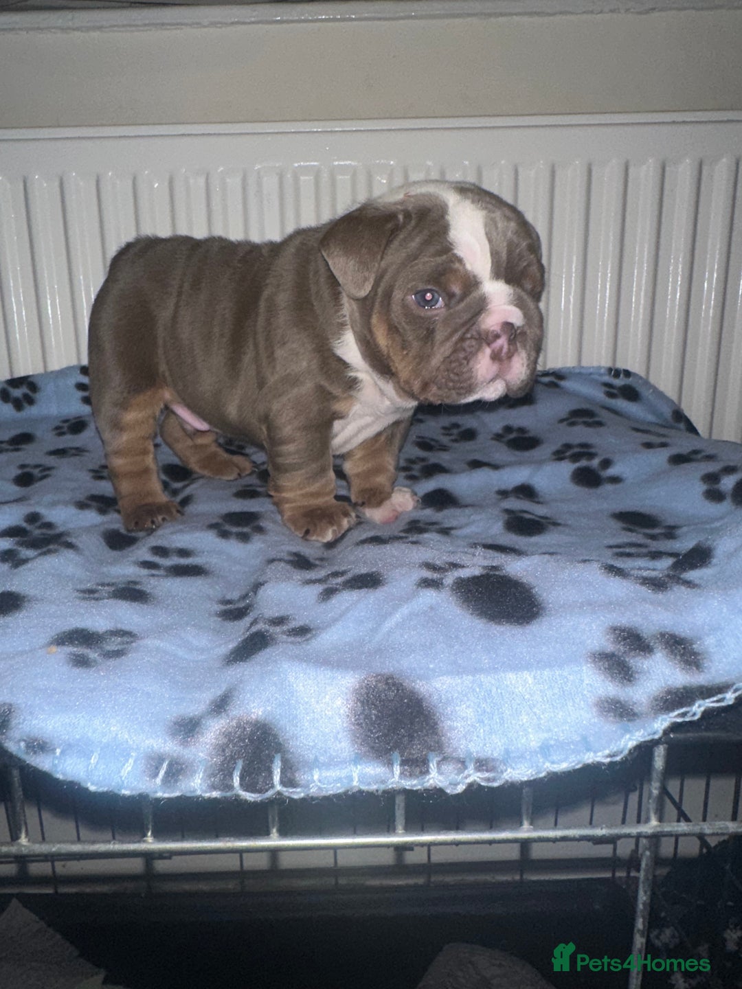 English Bulldog dogs for sale: ‼️ENGLISH BULLDOG PUPS WITH AMERICAN BLOODLINE‼️ - Advert 1