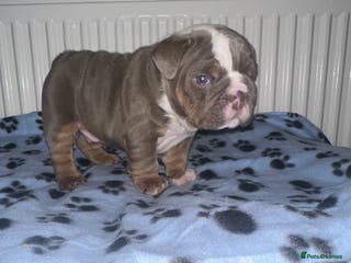 English Bulldog dogs ‼️TOP QUALITY ENGLISH BULLDOG PUPS‼️ - Advert 4