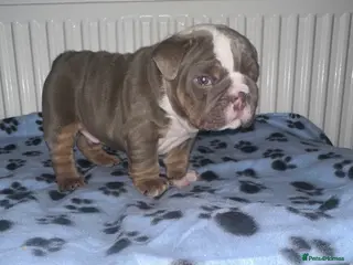 English Bulldog dogs ‼️🚨SALE🚨ENGLISH BULLDOG AMERICAN BLOODLINE‼️ - Advert 19