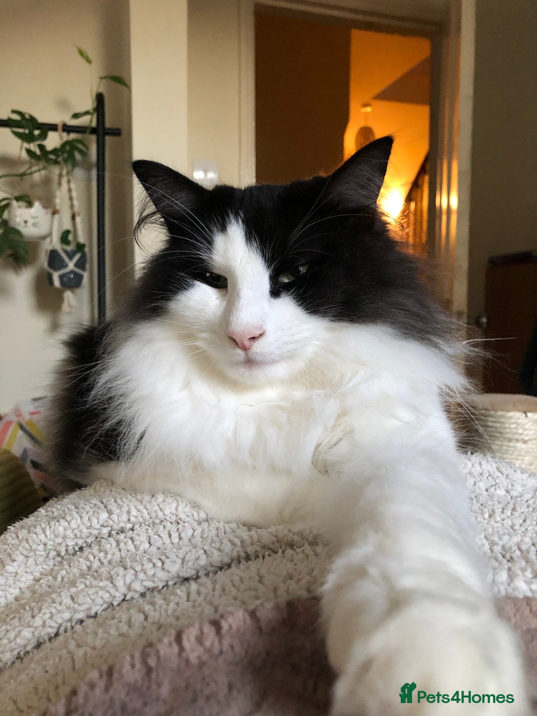 Norwegian Forest Cat cats for sale: Cuddly male Norwegian looking for forever home - Image 5