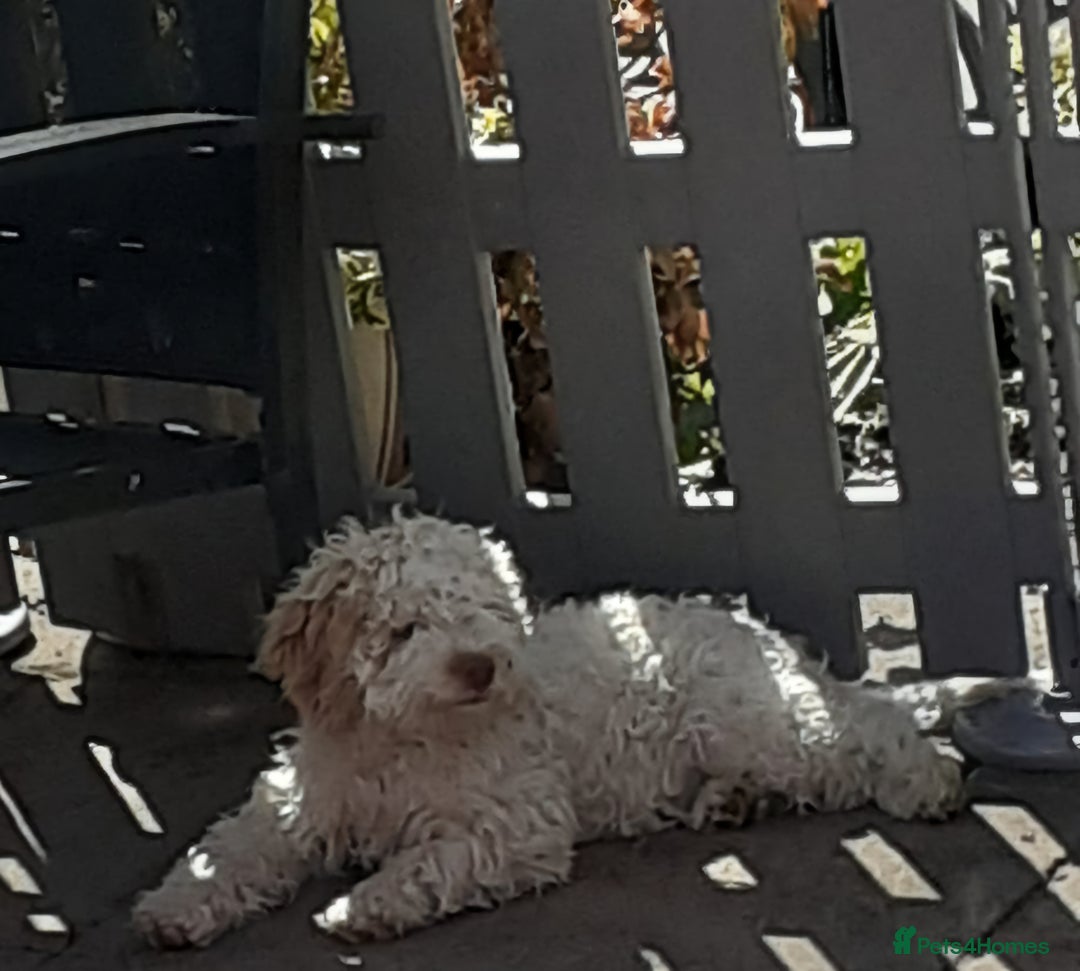Lagotto Romagnolo dogs for sale: KC Registered Lagotto Romagnolo  in Alfreton - Image 9