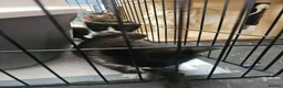 Mixed Breed cats for sale: 4 kittens - Advert 7
