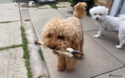 Cavapoo dogs for sale: ❤️ F1 Poochons due November ❤️  - Image 28