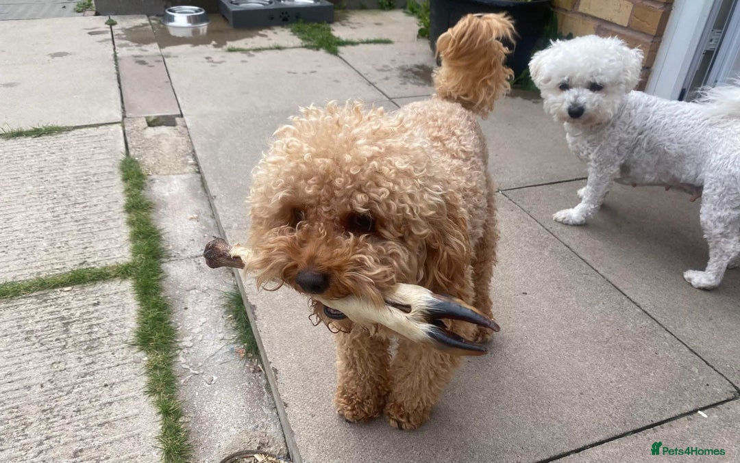 Cavapoo dogs for sale: ❤️ F1 Poochons due November ❤️  - Image 28