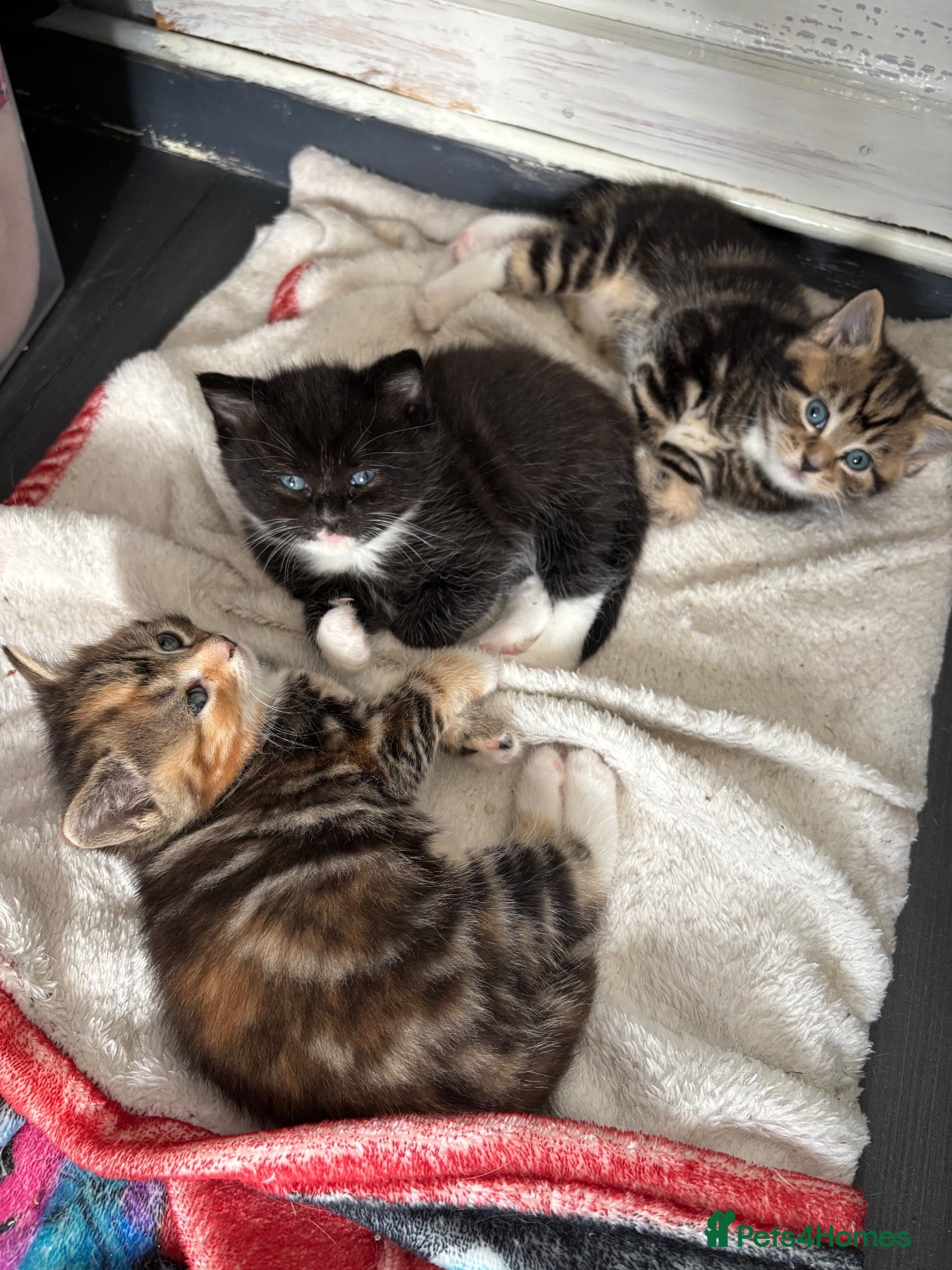 Mixed Breed cats Kittens for sale - Advert 1