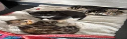 Mixed Breed cats for sale: Kittens for sale - Advert 1