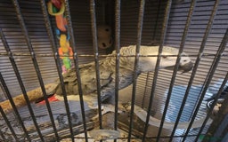 Parrots birds for sale: African grey parrot  - Image 2