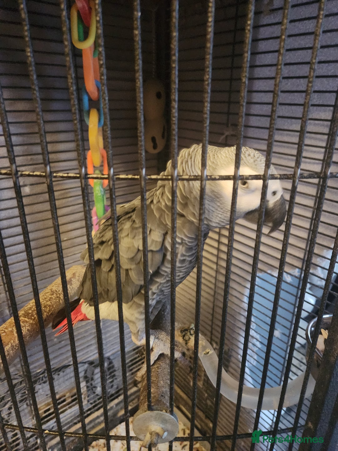 Parrots birds for sale: African grey parrot  - Image 2
