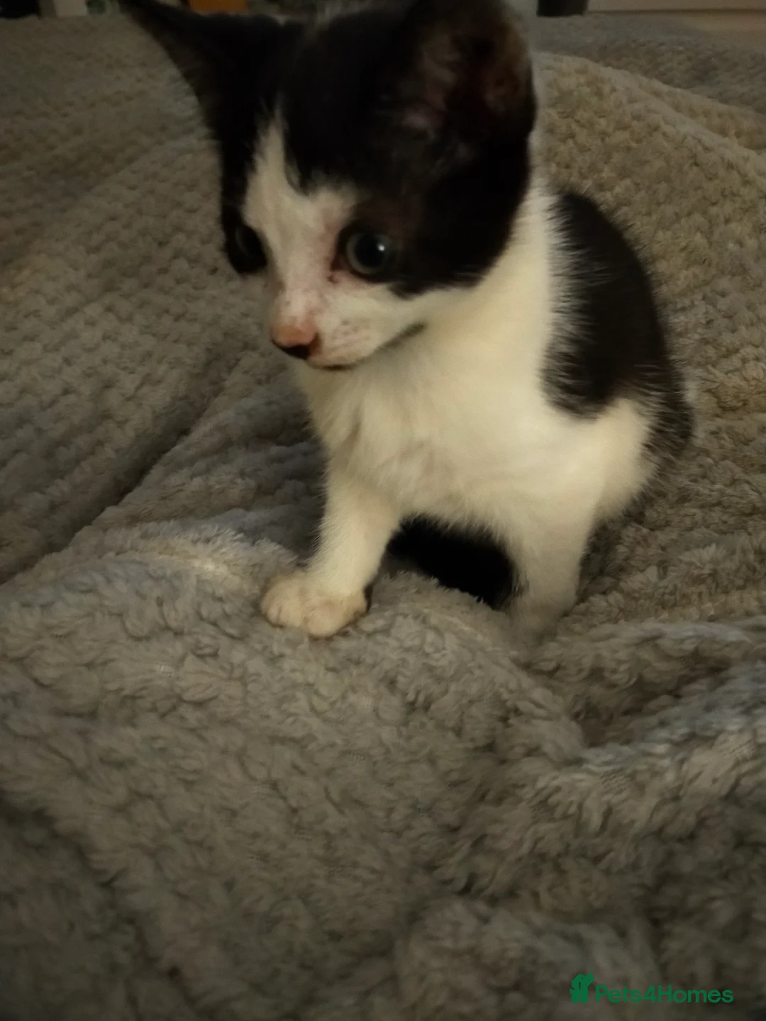 Mixed Breed cats for sale: 2 kittens - Advert 2