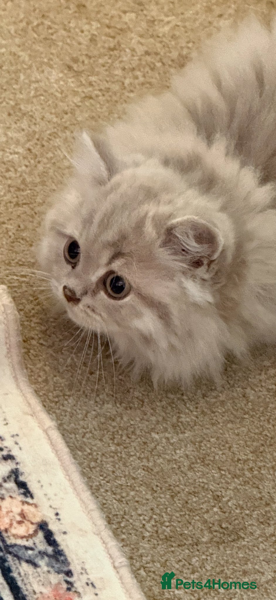 British Longhair cats British longhair pedigree  - Advert 2