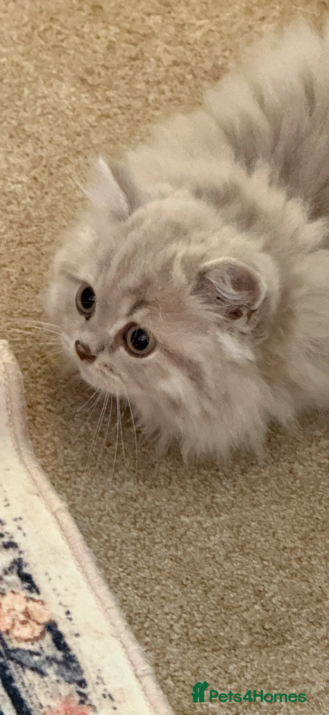 British Longhair cats for sale: British longhair pedigree  - Advert 2