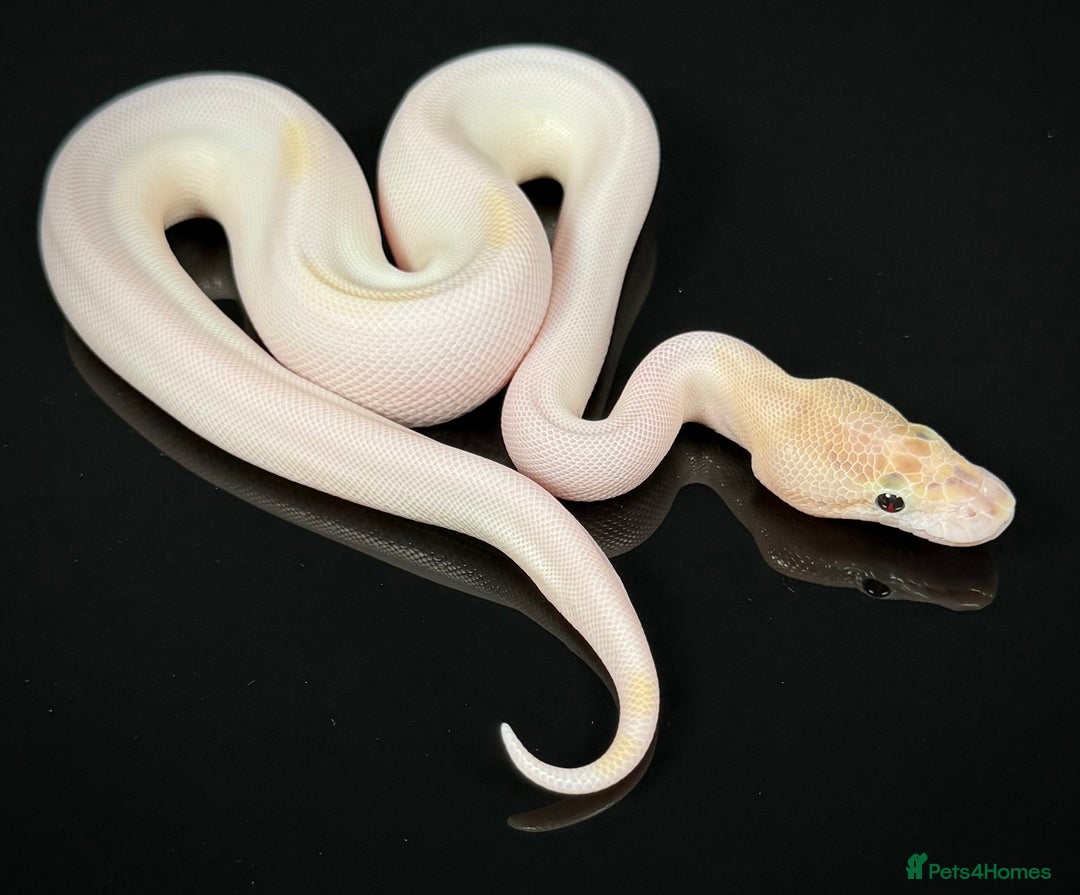 Python Snake reptiles for sale: Royal pythons/ball pythons  - Image 25