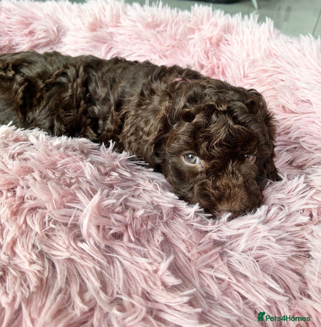 Cockapoo dogs for sale: Miniature cockapoos - Advert 14