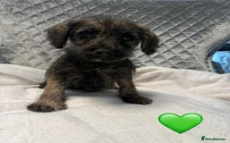 Schnoodle dogs for sale: Beautiful Schnoodle Puppies For Sale - Image 21