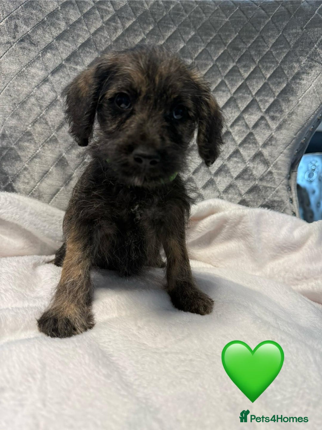 Schnoodle dogs for sale: Beautiful Schnoodle Puppies For Sale - Image 21