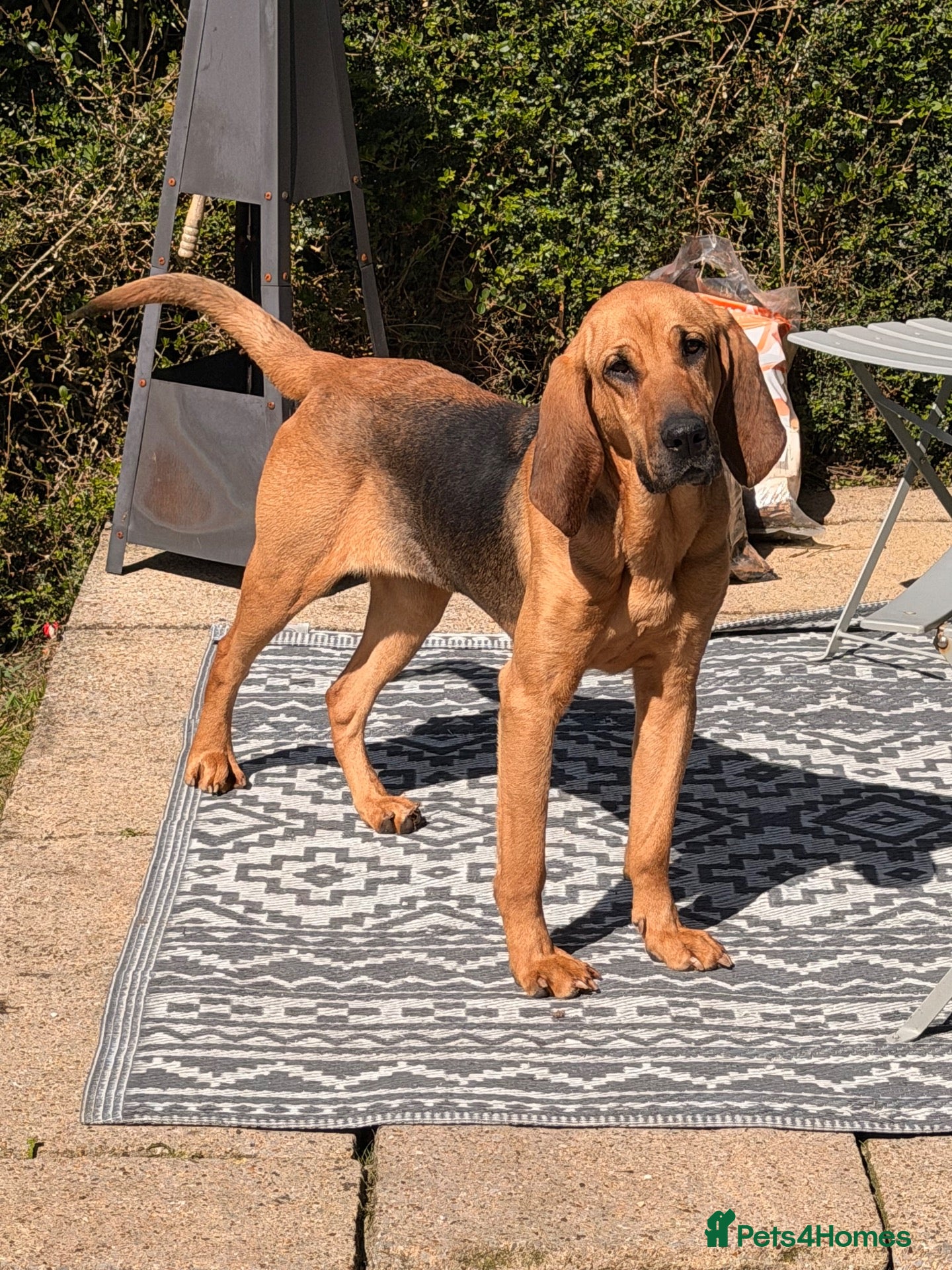 Bloodhound dogs Bloodhound Female  - Advert 1