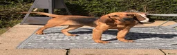 Bloodhound dogs for sale: Bloodhound Female  - Advert 1