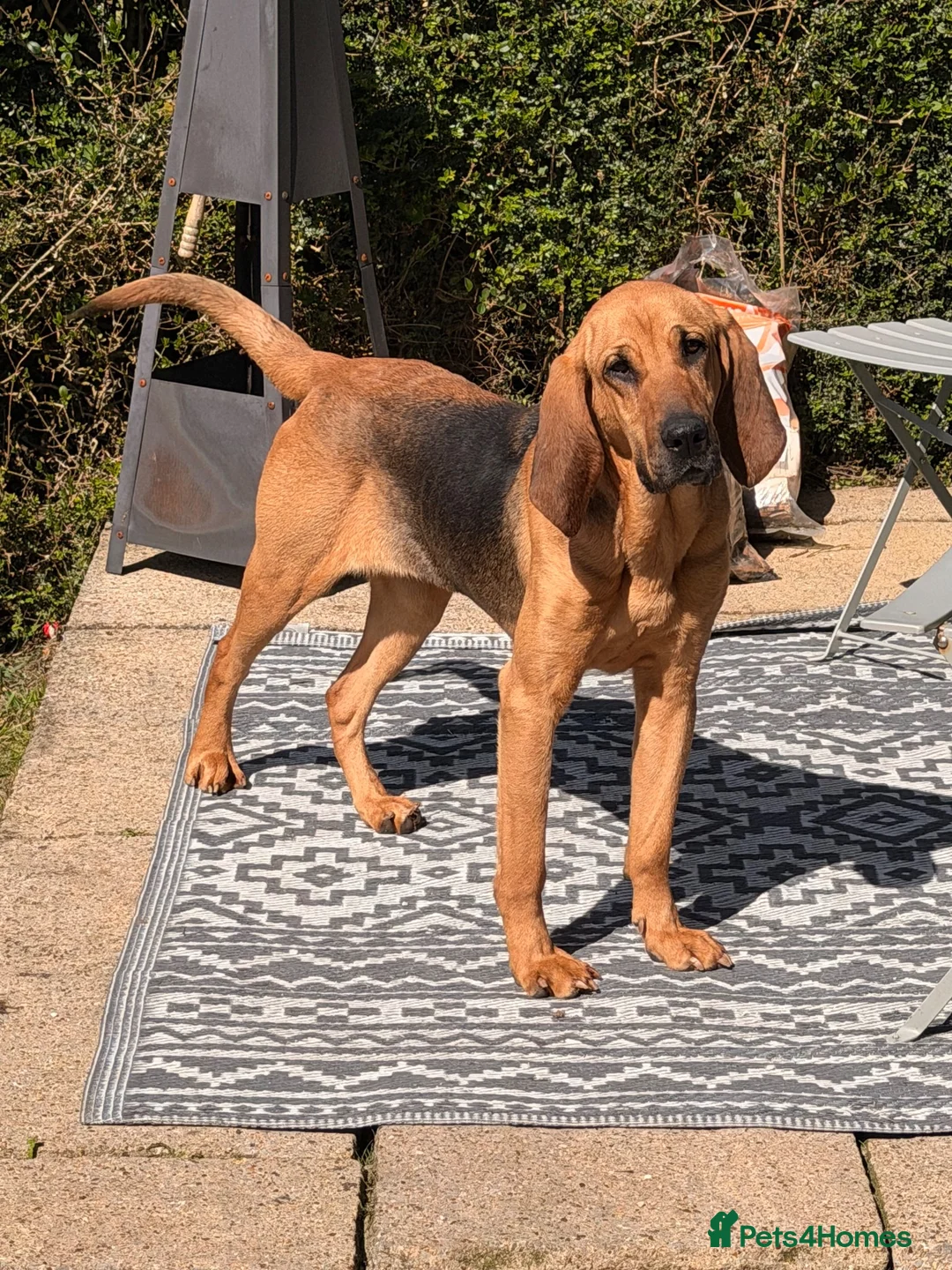 Bloodhound dogs for sale: Bloodhound Female  - Advert 1