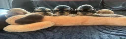 Cocker Spaniel dogs for sale: Kc reg Show type cocker spaniel in Shotts - Advert 14