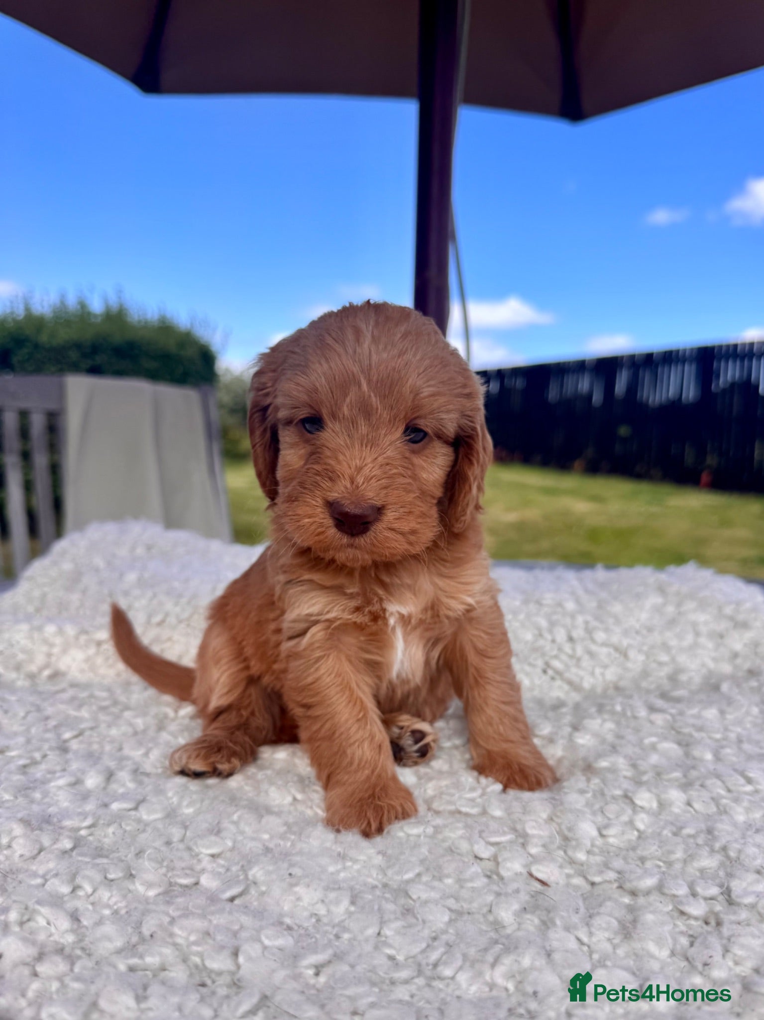 Cockapoo dogs F1 Toy Cockapoo puppies - Advert 1