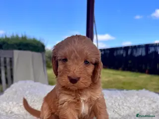 Cockapoo dogs F1 Toy Cockapoo puppies - Advert 4