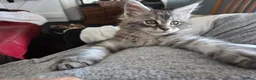 Maine Coon cats for sale: Maine coon Singleton kitten  - Advert 2