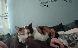 Domestic Shorthair cats for sale: Looking to re-home my nearly 5 year old female cat - Image 1