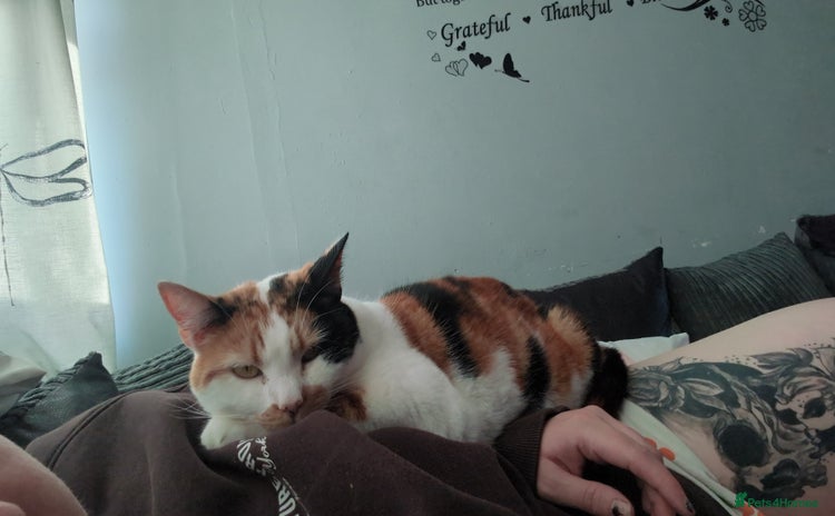 Domestic Shorthair cats - Advert 5